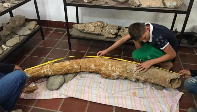 La extensión del fósil es de 1.86 metros y ya se encuentra en el Museo Arqueológico y Paleontológico de Agualinda, bajo la dirección de su fundador Saddy Molina.