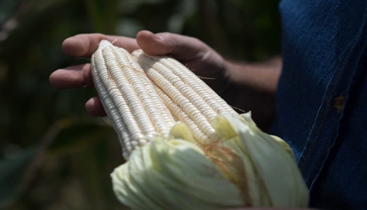 Maíz blanco de la agricultura venezolana. /Foto AFP