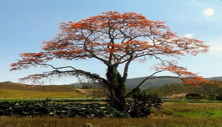 Estudiantes de la facultad de Ciencias Agrarias y del Ambiente trabajan en un proyecto de grado para conservar las cuencas hidrográficas con la siembra del barbatusco. Foto: Cortesía / La Opinión 