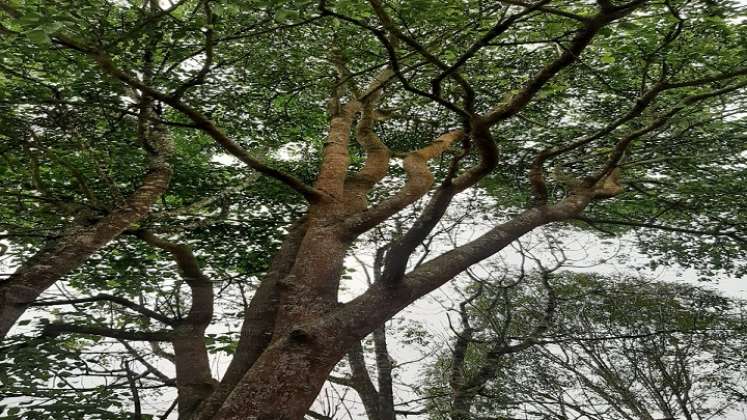 Grandes beneficios trae para el medio ambiente la emblemática especie.