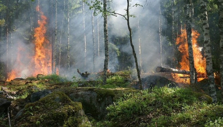 Aumentan los incendios forestales.