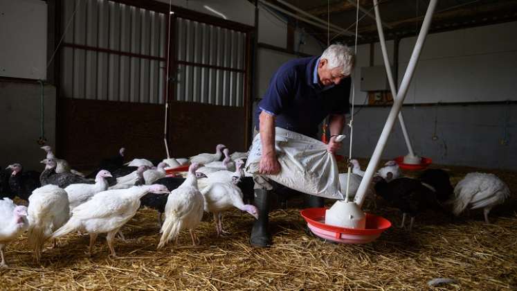 "El número de pavos se ha reducido considerablemente", dice Deely./AFP