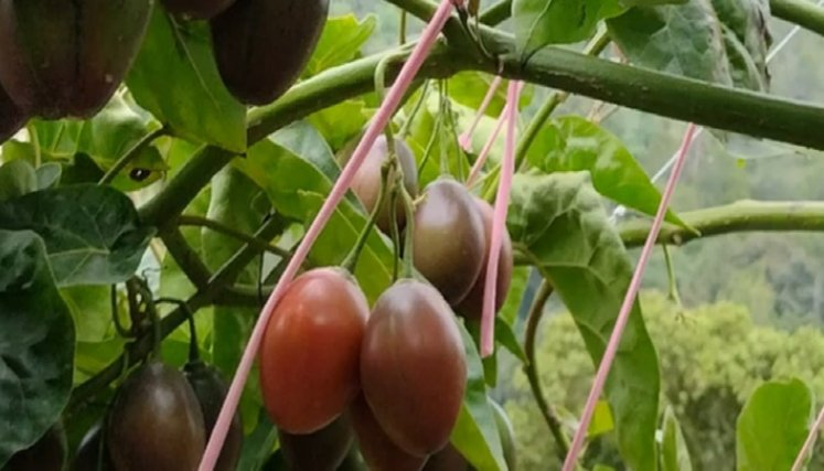 En 10 meses empezó la producción de tomate de árbol. Foto: Cortesía/ La Opinión.