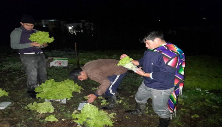 Madrugan a recolectar las hortalizas en la huerta del Seminario Mayor. Foto: Cortesía/La Opinión. 