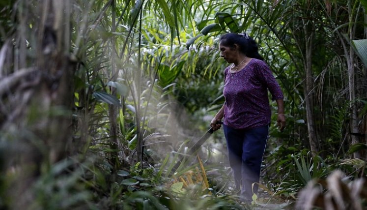 En nueve subregiones Pdet, hasta el momento, no se ha entregado ninguna hectárea de tierra. /Colprensa