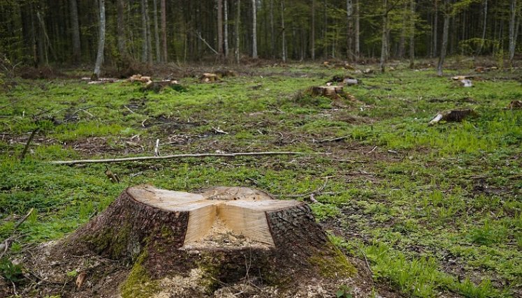 La selva es destruida.