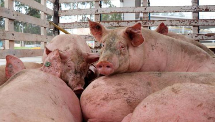 Fallo judicial exige ajustes para el transporte de animales