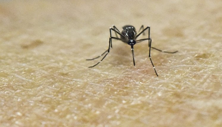 Dengue, ecial durante esta época de lluvias donde se incrementan los casos de transmisión.
