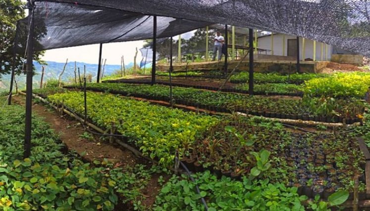 Mejorar la genética de las especies nativas es el principal objetivo del vivero El Edén del corregimiento de Buenavista en Ocaña. Foto: Cortesía / La Opinión 