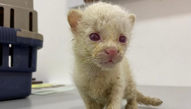 Felino albino