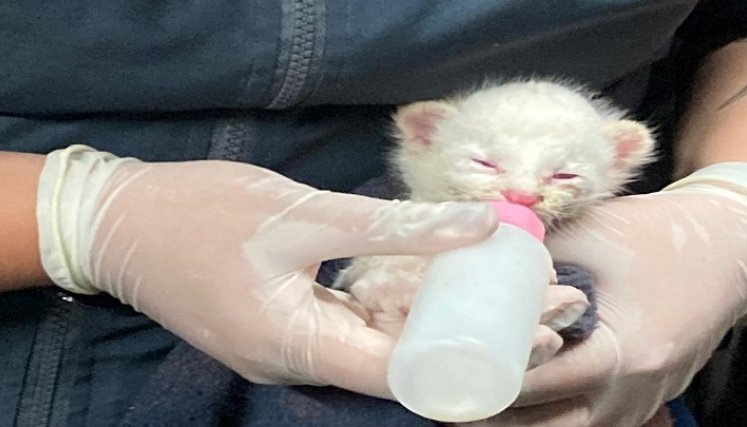 Felino albino