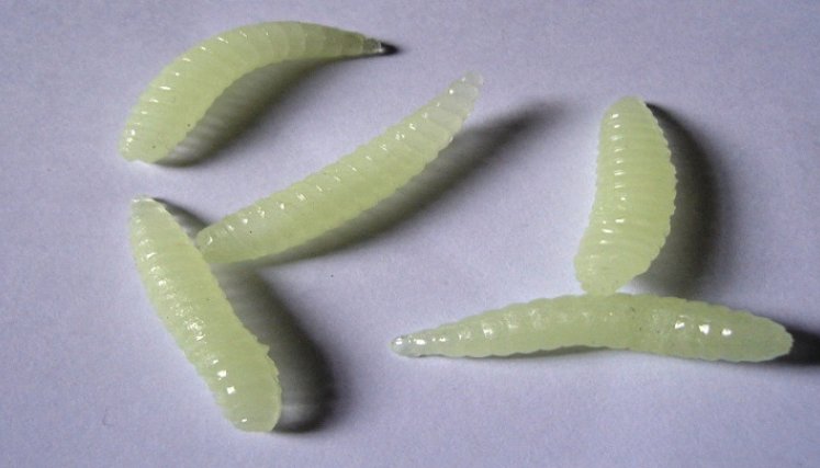 Utilizan gusanos diminutos para detectar el cáncer./Foto: internet