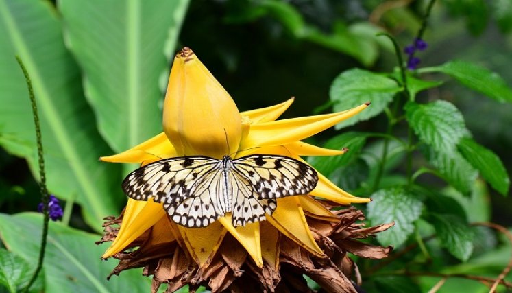 mariposa