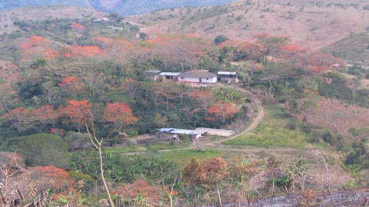 La especie nativa juega papel importante para la conservación de las fuentes hídricas.