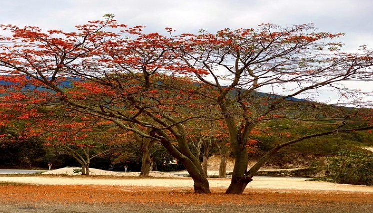 El barbatusco fue escogido como el árbol insignia de Ocaña para simbolizar la protección de las cuencas hidrográficas de la región.