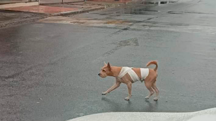 Vender algunas partes de los perros puede ser de gran ayuda.