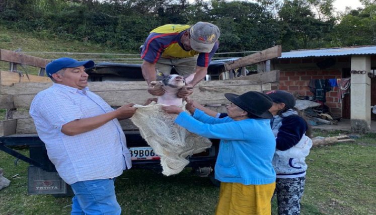 Las familias beneficiadas recibieron un cerdo y dos bultos de concentrado. Foto: Cortesía/La Opinión.