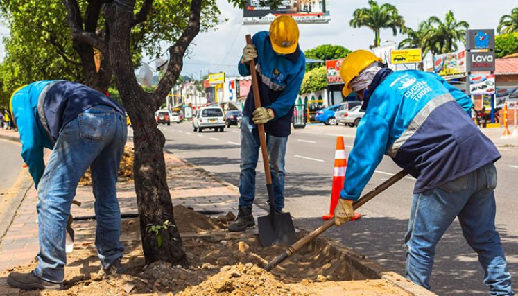 Adecuaran 21 viveros para el mantenimiento de los árboles de Cúcuta