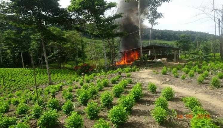 Los cultivos de hoja de coca y la producción de alcaloides son caldo de cultivo de la violencia en el Catatumbo. /Colprensa