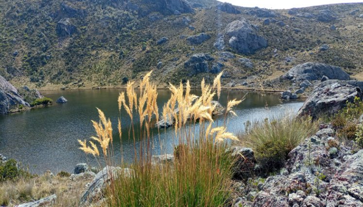 Vegetación de alta montaña andina.