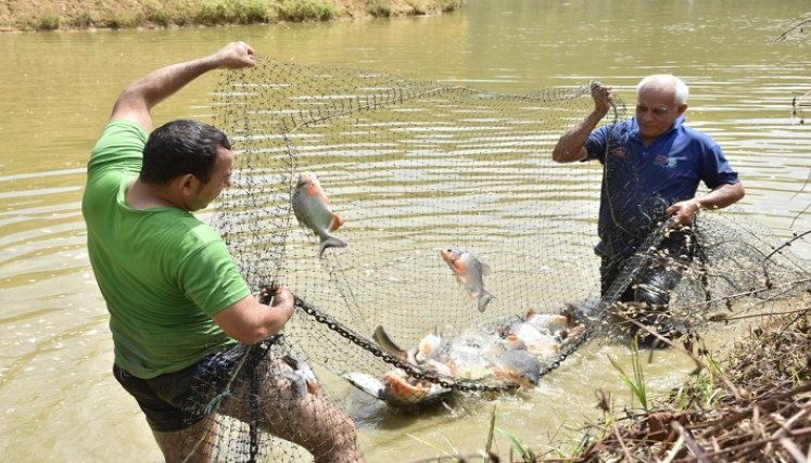 La piscicultura se ha convertido en una alternativa para reactivar la economía en la zona del Catatumbo.