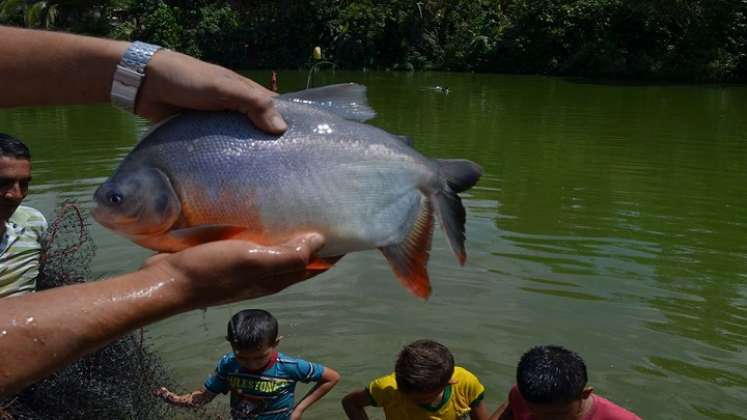 Los campesinos aprovechan los espejos de agua para la producción piscícola. 