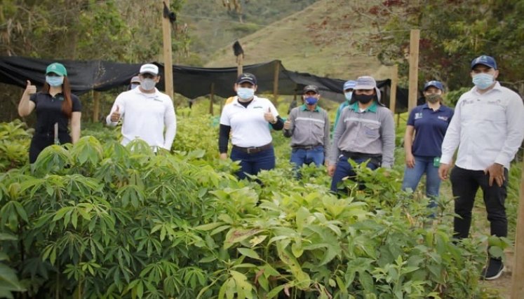 Un banco germoplasma para la producción de especies nativas funciona en zona rural del municipio de Ocaña. El material es utilizado en la reforestación de las cuencas hidrográficas.