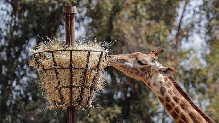 "La idea es proteger a los animales más susceptibles de contraer coronavirus y al mismo tiempo hacer un seguimiento sobre si las vacunas generan la inmunidad. /AFP