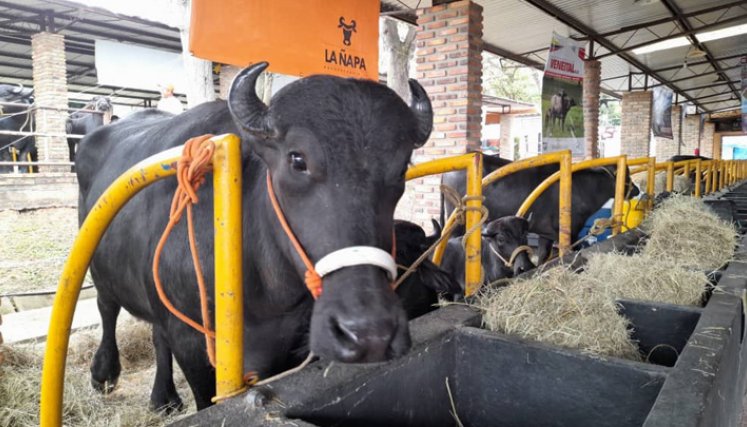 El búfalo está siendo aprovechado para cuatro propósitos: queso, carne, pieles y amistad por ser un punto de encuentro a nivel mundial.