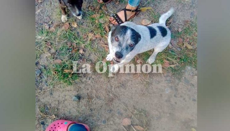 Indignación en Toledo por muerte de un perro que involucra al representante a la Cámara, Wilmer Carrillo