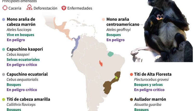 Primates