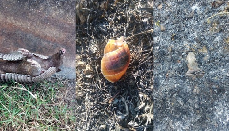 Los animales silvestres no se salvaron del fuego. Foto: Cortesía/La Opinión.