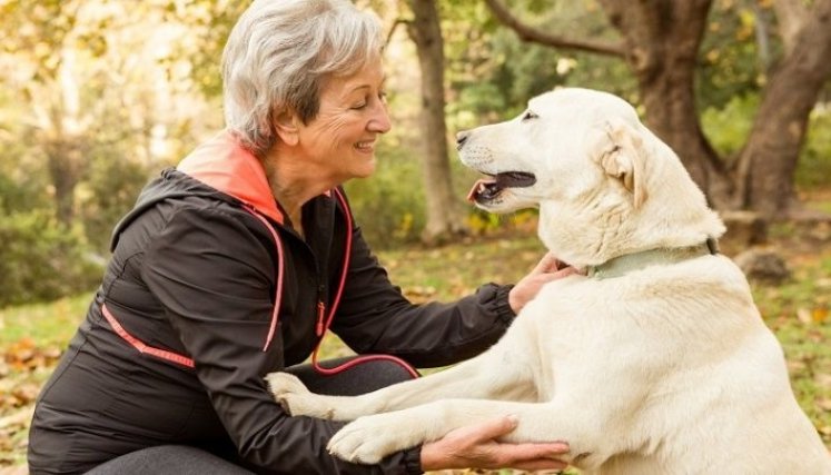 Ventajas de que adultos mayores tengan un perro./Foto: internet