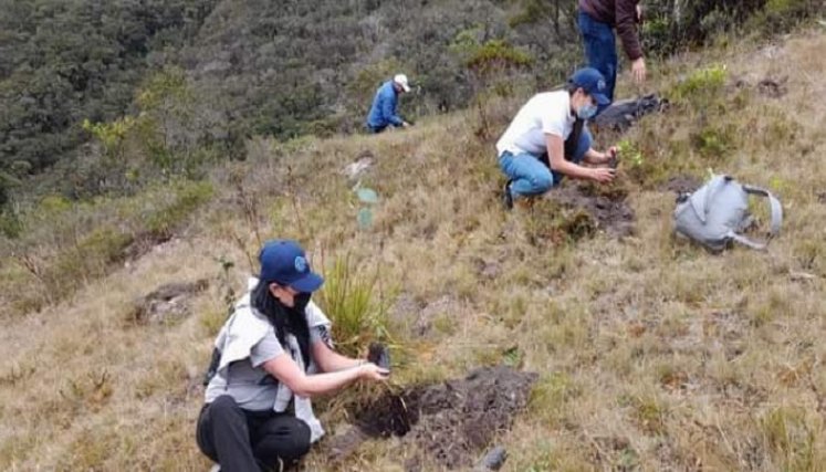 La meta es sembrar 5.000 árboles en la zona protegida. Foto: Cortesía/La Opinión.
