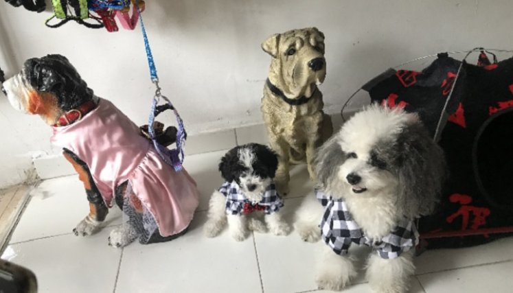Las mascotas, modelos de diseños de ropa