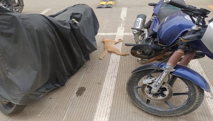 Ya van más de 20 gatos envenenados. / Foto: Cortesía / La Opinión 