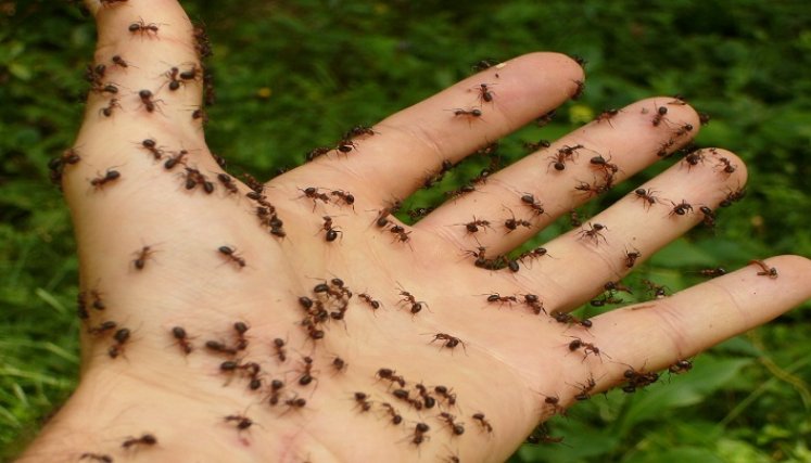 Hormigas