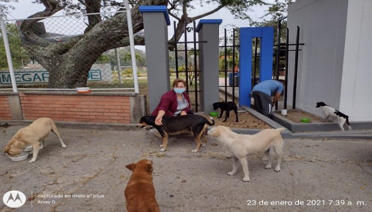 Acaricia a los perros callejeros y brinda todos los servicios.