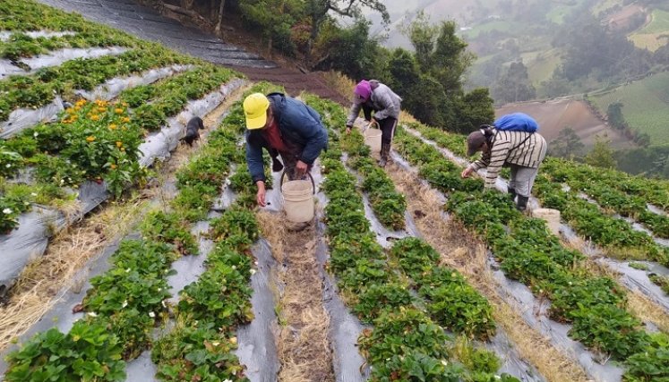 Alza de insumos agrícolas 