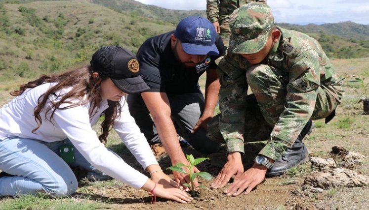 Las entidades ambientales emprenden brigada de reforestación en el municipio de Ocaña. 