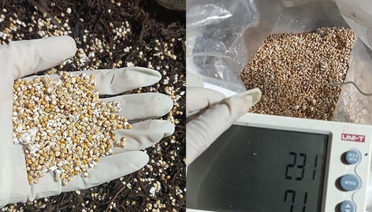 Durante la germinación se mantiene la temperatura alta. 