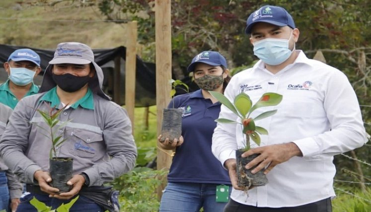Los viveros serán los encargados de la entrega del material forestal en la región. / Foto: Archivo / La Opinión 