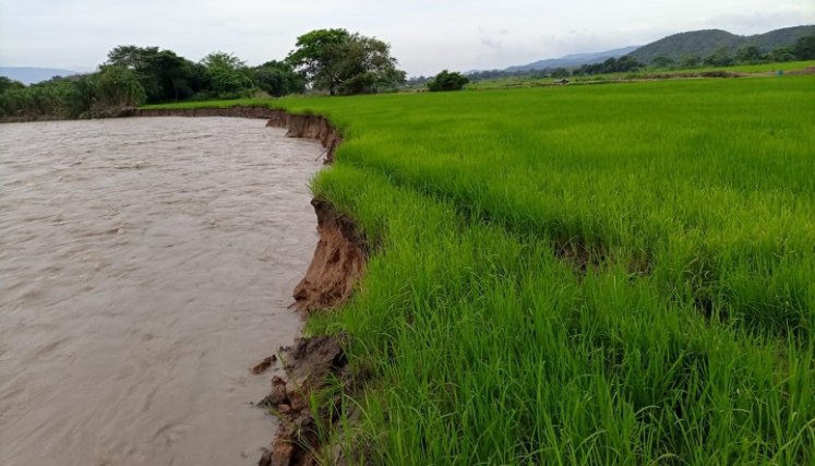 Lluvias han afectado los cultivos de arroz en la región 