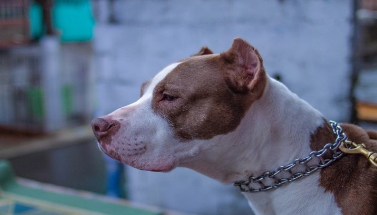 Toda compra, venta, traspaso, donación o cualquier cesión del derecho de propiedad del canino clasificado como de manejo especial, se deberá notificar a la alcaldía municipal y a la compañía de seguros que haya expedido la póliza. / Foto: Cortesía / La Opinión 