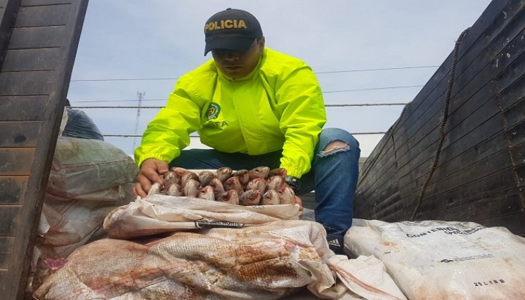 pescado