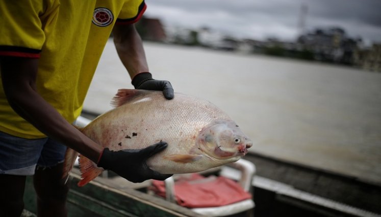pescado