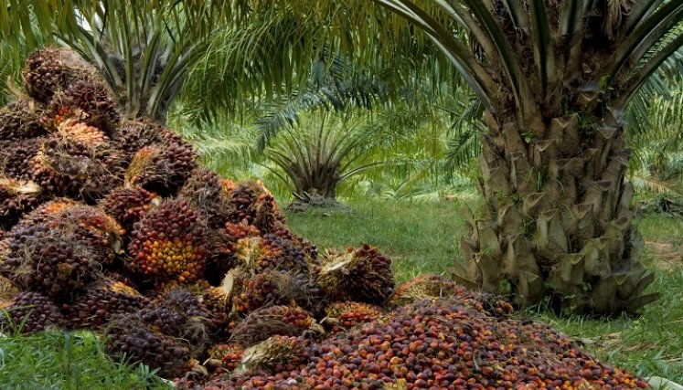Crece producción del sector palmicultor en Norte de Santander 