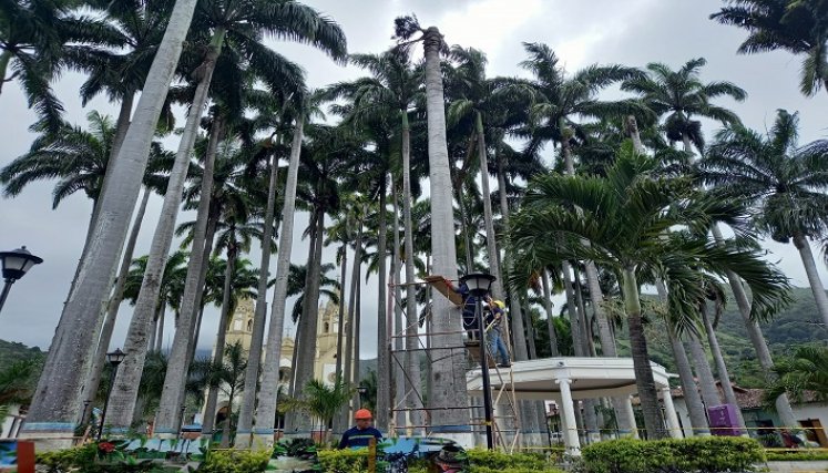 Las palmas están enfermas. / Foto: Cortesía / La Opinión 