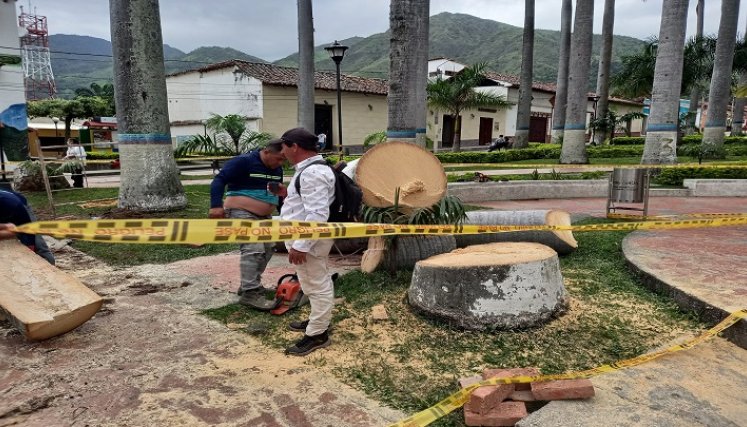 Palmas en Salazar. / Foto: Cortesía / La Opinión