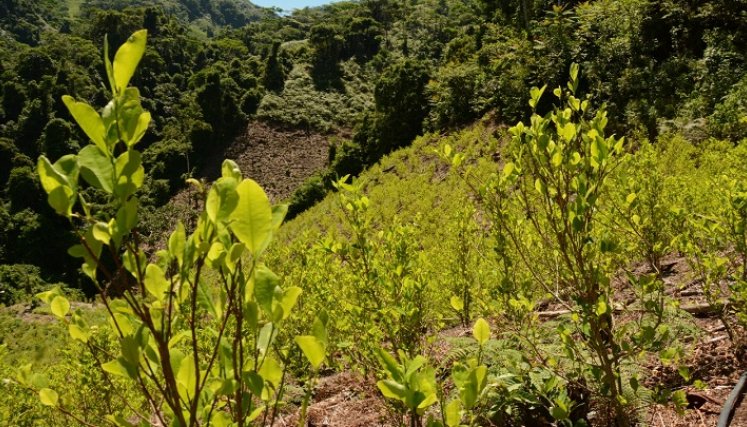 Por décadas, los países productores de coca han sido Colombia, Bolivia y Perú.  / Foto: Colprensa